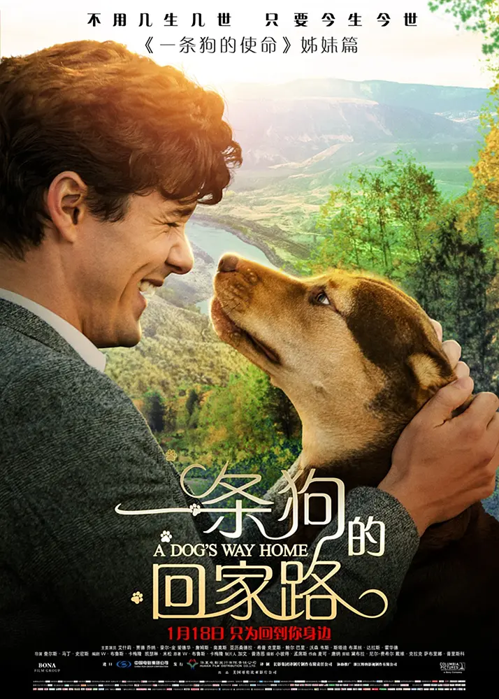 一条狗的回家路 A Dog's Way Home (2019) 电影百度网盘资源高清下载